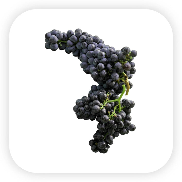 Syrah / Shiraz Şaraplar